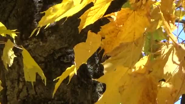 Yellow tree branches with falling leaves blowing in the autumn wind — Stock Video