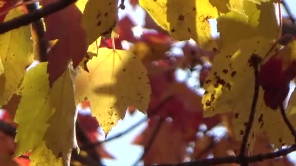 Feuilles d'automne colorées d'or et d'érable rouge soufflant dans le vent — Video