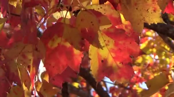 Colorido oro y arce rojo hojas de otoño soplando en el viento — Vídeo de stock