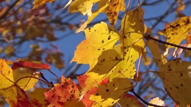 Feuilles d'automne colorées d'or et d'érable rouge soufflant dans le vent 