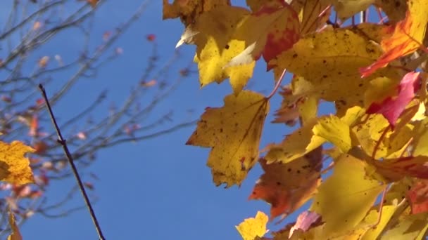 Colorido oro y arce rojo hojas de otoño soplando en el viento — Vídeo de stock