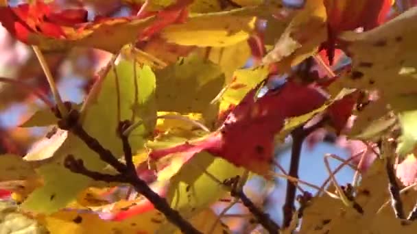 Барвисте золото-червоне кленове осіннє листя, що дме на вітрі — стокове відео