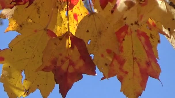 Renkli altın ve kırmızı akçaağaç sonbahar yaprakları rüzgarda — Stok video