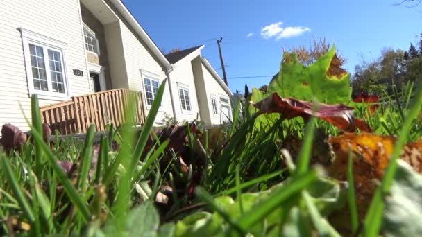 Folhas de bordo caídas no chão de grama verde ao lado de uma casa da cidade no outono — Vídeo de Stock
