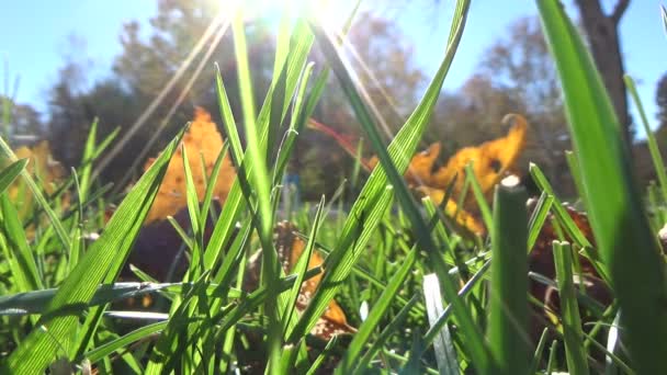 Φύλλα πράσινο γρασίδι επιτόπου με ήλιος φωτοβολίδα πεσμένα σφένδαμου το φθινόπωρο — Αρχείο Βίντεο