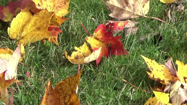 Fallen maple leaves on the green grass ground in autumn — Stock Video