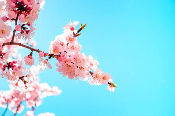 Bahar çiçeği arka plan. Güneşli bir gün. Bahar çiçekleri. Bahar