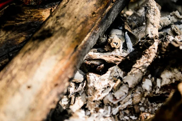 yanan odun. şenlik ateşi. ateş, kül.