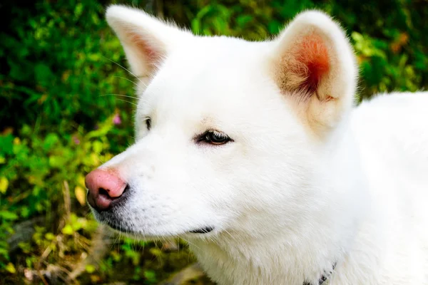 Cão branco fêmea. Akita Japonesa. Akita Inu . — Fotografia de Stock