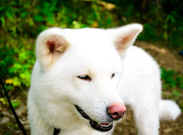 Kvinnliga vit hund. Japansk Akita. Akita Inu. — Stockfoto