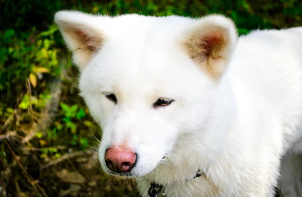 Női fehér kutya. Japán Akita. Akita Inu. — Stock Fotó