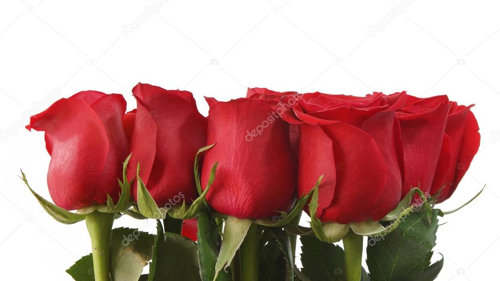 Approaching a bouquet of red roses on white background