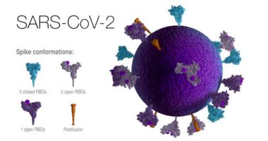 360 derece dönen otantik SARS-CoV-2 mavi virüs parçacığının kusursuz döngüsü, beyaz zemin üzerindeki mor başak proteinlerinin konumlarını, konforasyonlarını ve yönlerini ortaya çıkarır. 3B Canlandırma