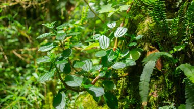 Quito şehrinin yakınlarındaki And Ormanı 'nın ortasındaki bir ağacın yanında yetişen yeşil bir bitkinin yakın çekimi.