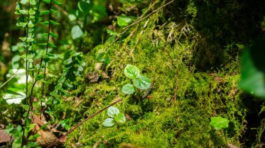 Quito şehrinin yakınlarındaki And Ormanı 'nın ortasındaki bir ağacın kenarında yeşil yosunların ortasında büyüyen küçük yeşil bir bitkinin yakın çekimi.