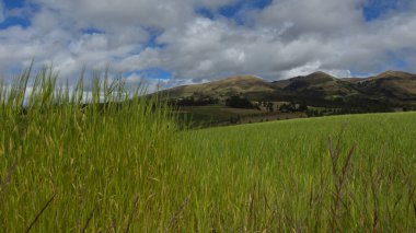 Buğday tarlasının ortasında, dağların ve bulutlu mavi gökyüzünün arka planında insanlar olmadan ekilmiş yeşil buğday kulaklarına yakın çekim.
