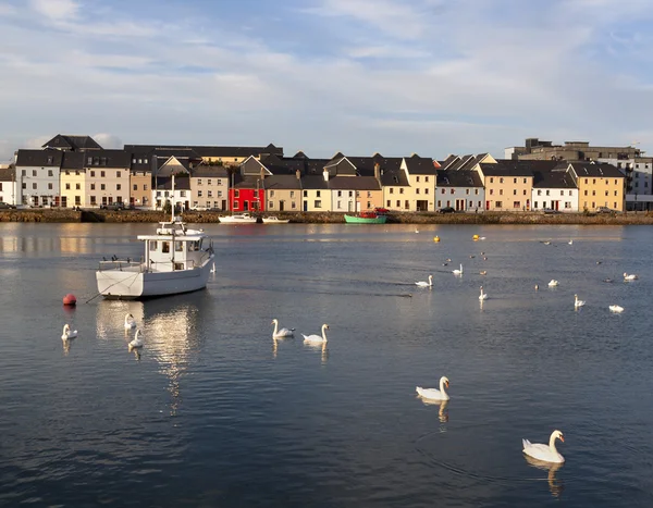 Gemilerle denizde kuğu ve arkada evler