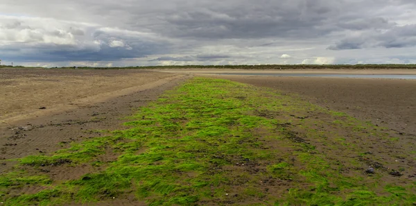 Alacsony óceán dagály with alga — Stock Fotó