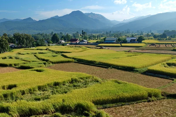 Yeşil ricefield ve dağ ile hüzünlü müzik