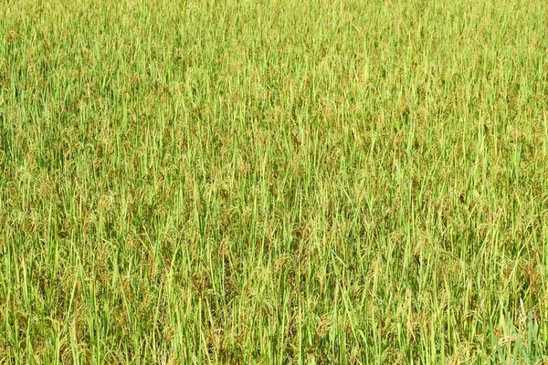 Πράσινο ricefield, καλαμπόκι συγκομιδή — Φωτογραφία Αρχείου