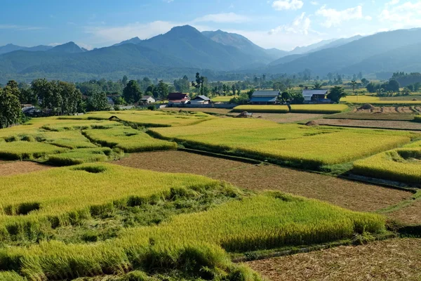 Зелене рисове поле і гора з блюзовими Ліцензійні Стокові Зображення