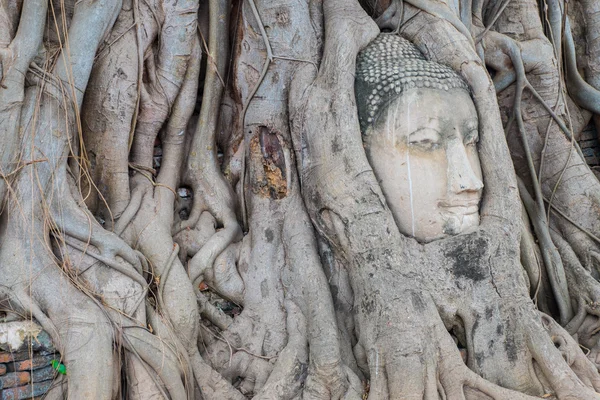 Kafa Buda heykelinin Ağaç kökleri Wat Mahathat Tapınağı, Ayutthaya, Tayland.