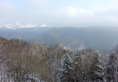 Kış doğa Siberian Taiga