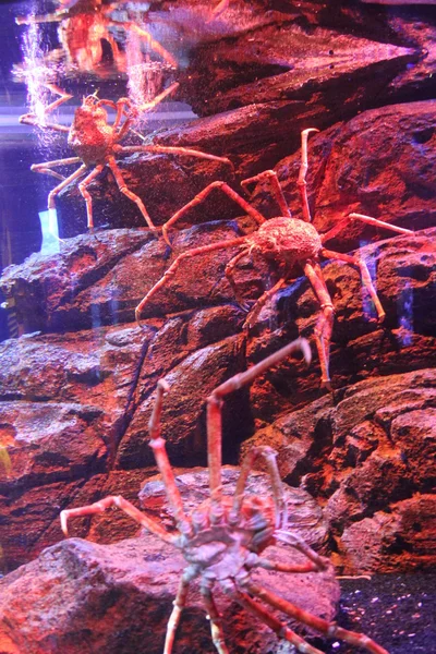 La belleza del océano Atlántico — Foto de Stock