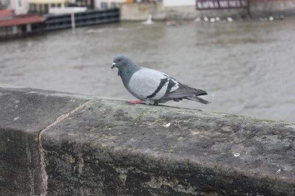 Pomba de paz na ponte Charles — Fotografia de Stock