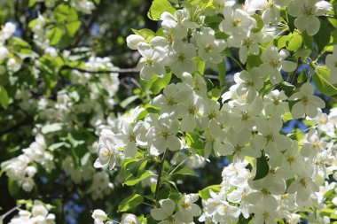 Bush beyaz çiçekleri kiraz