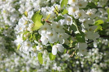 Bush beyaz çiçekleri kiraz