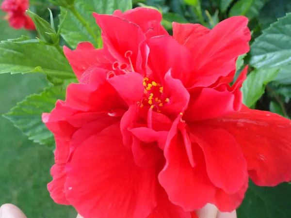 Flower growing in the Dominican Republic — Stock Photo, Image