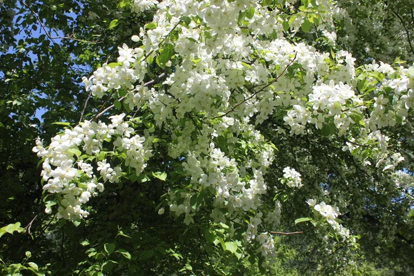 Буш білі квіти вишня — стокове фото