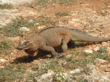 Dominik Cumhuriyeti rezerv kertenkele avcılık