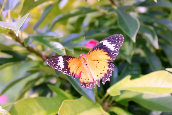 Mariposa en flores — Foto de Stock