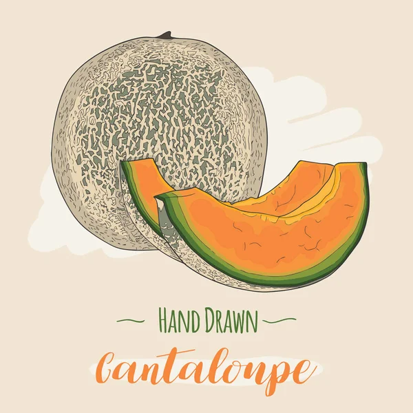 Handritade Färgglada Exotiska Tropiska Färska Frukter Kantaloupe Melon — Stock vektor