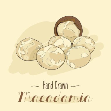 Arka planda izole edilmiş renkli Macadamia fındıkları..