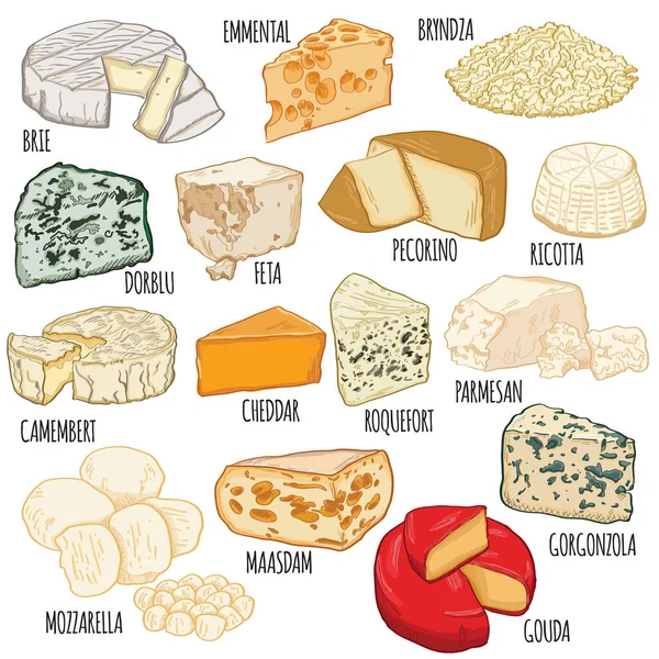 Dibujado Mano Coloridos Tipos Queso Brie Emmental Bryndza Dorblu Feta — Vector de stock