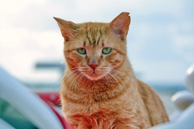 Kızıl saçlı kedi