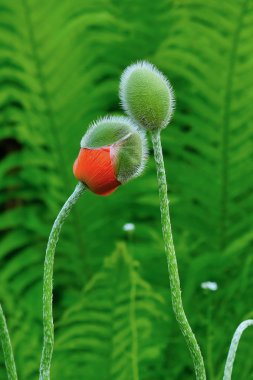 Birbirimizi iki çiçek tomurcuk göz