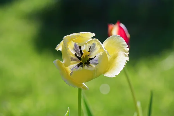 Sarı Lale bud açıldı
