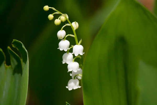 Vår skog lily — Stockfoto