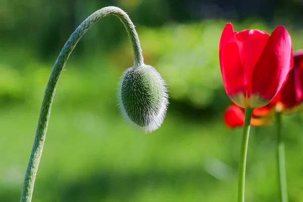 haşhaş bud için lale eğdi