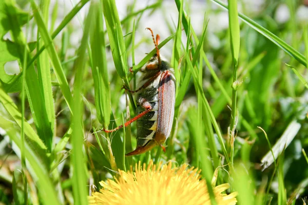 Mayıs böceği bahar