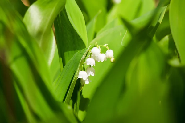 Lírio da floresta primavera — Fotografia de Stock