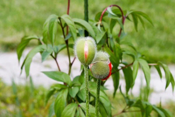 iki haşhaş başı farklı yönde bak