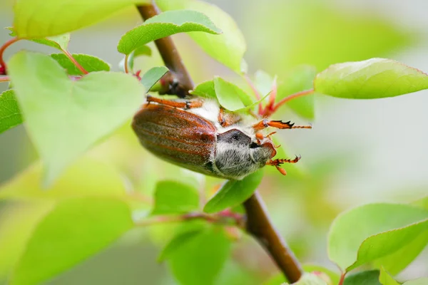 Może wiosną chrząszcz — Zdjęcie stockowe