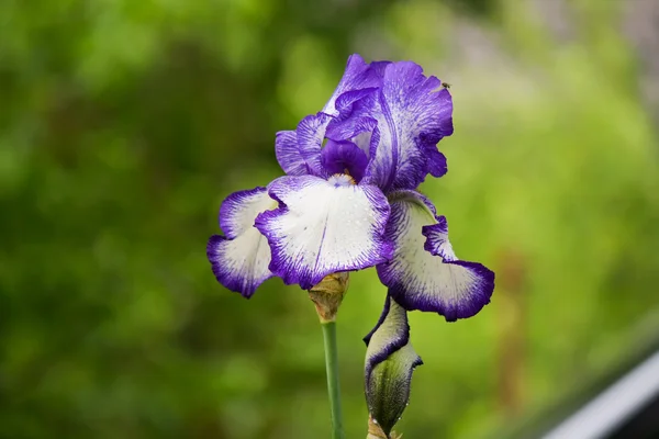 Iris trädgård med en fluga — Stockfoto