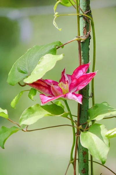 metal bir çubuk üzerinde pembe çiçek