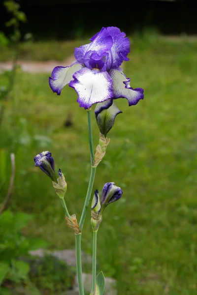 Lila iris blomsterträdgård — Stockfoto